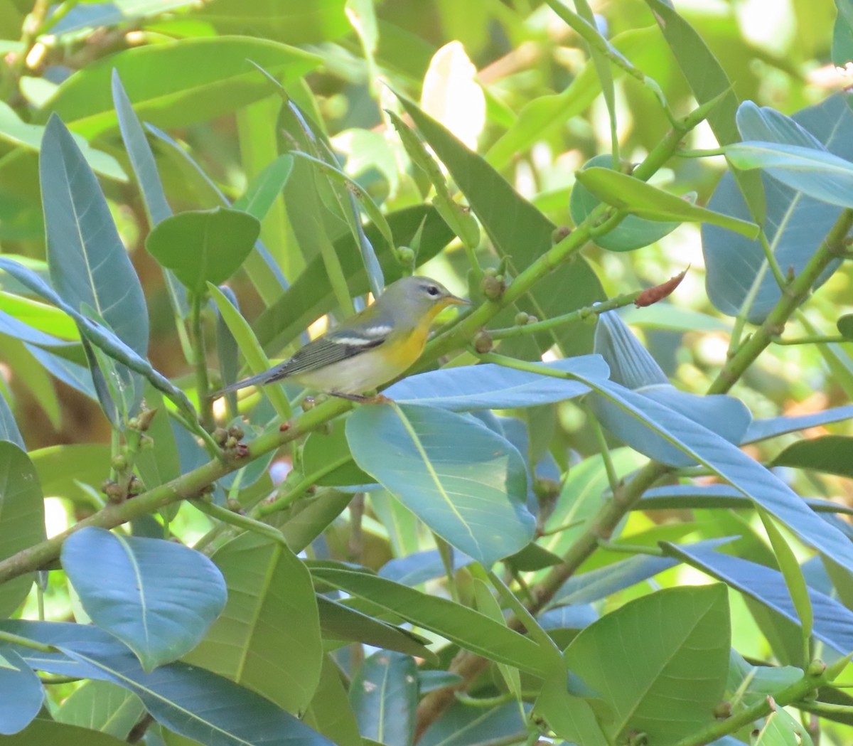 Очковая древесница - ML644271040