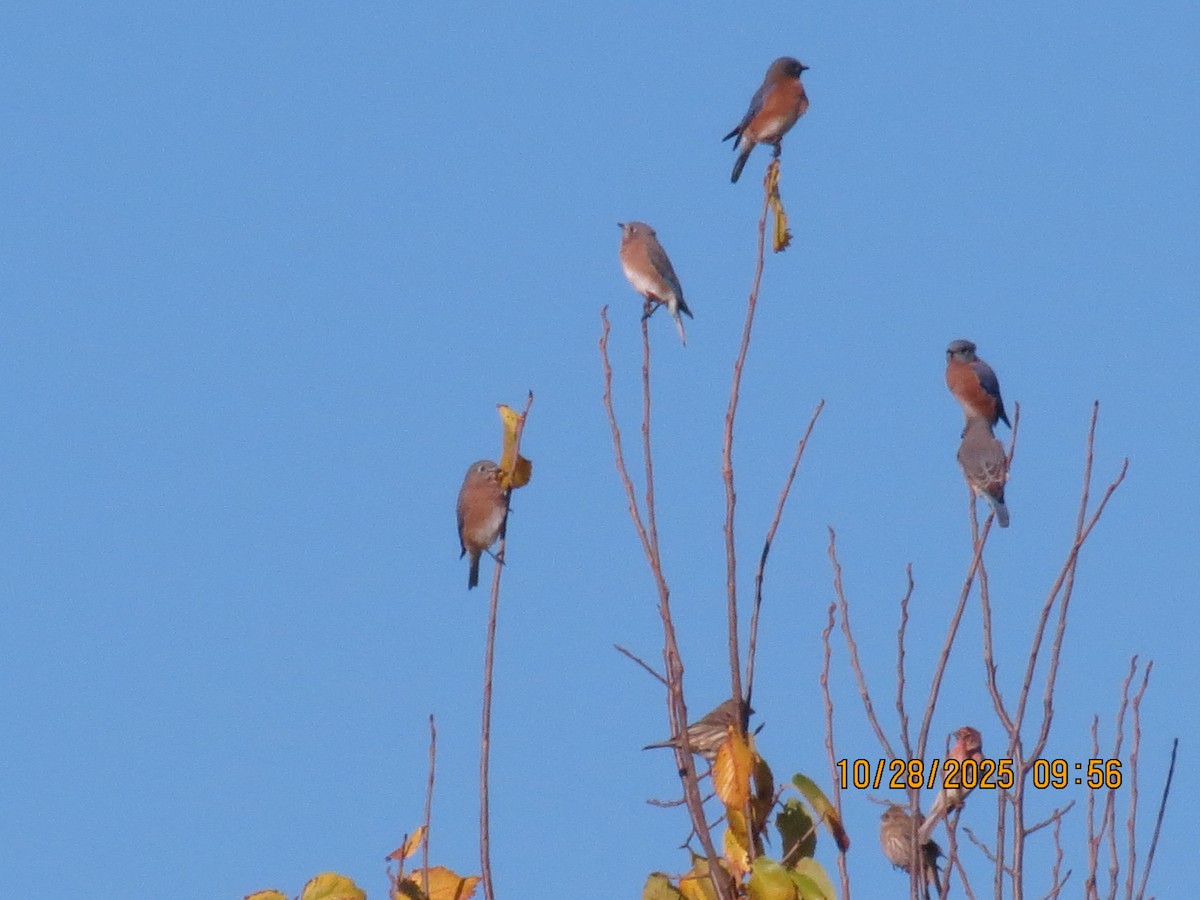 Eastern Bluebird - ML644271053