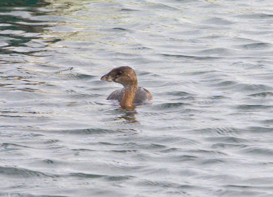Pied-billed Grebe - ML644271054