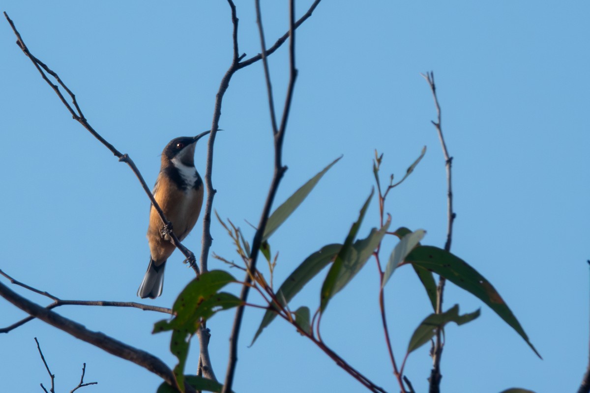 Eastern Spinebill - ML644271055