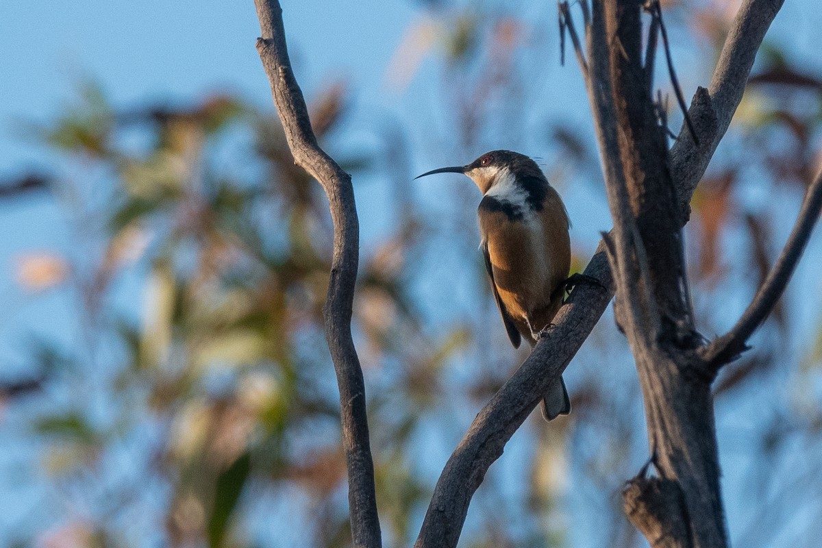 Eastern Spinebill - ML644271056