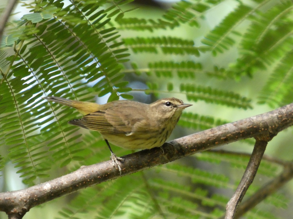 ヤシアメリカムシクイ - ML644271071