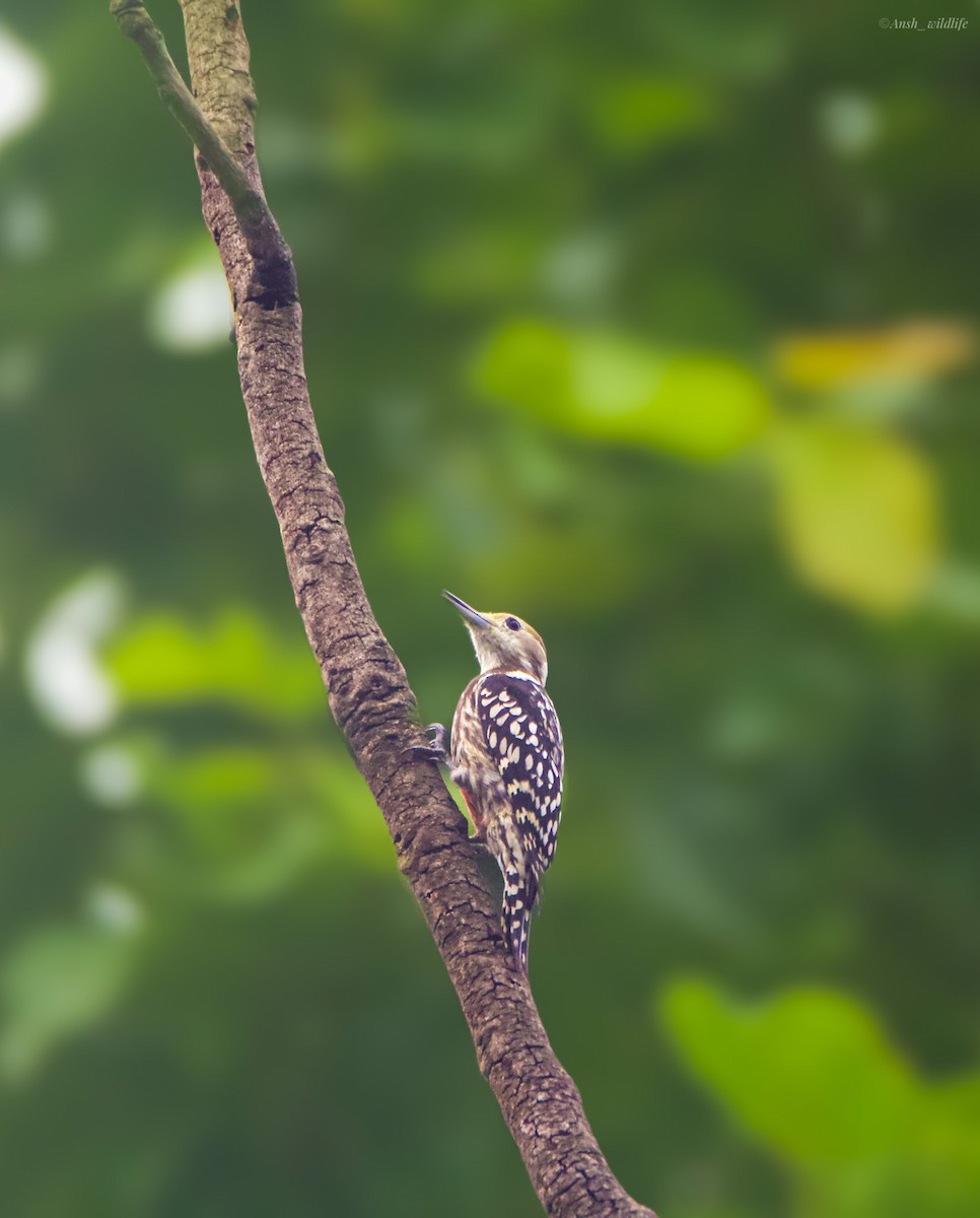 Yellow-crowned Woodpecker - ML644271087