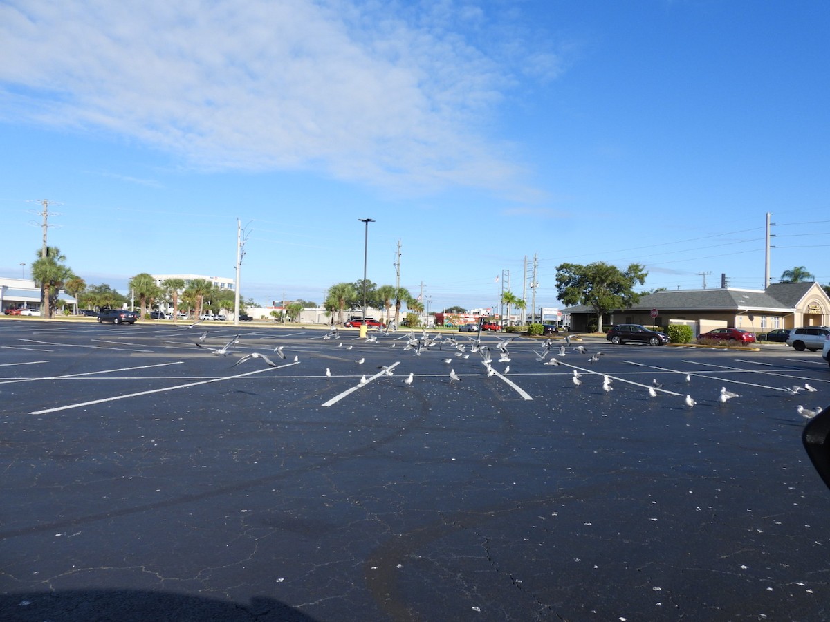 Ацтекская чайка - ML644271089