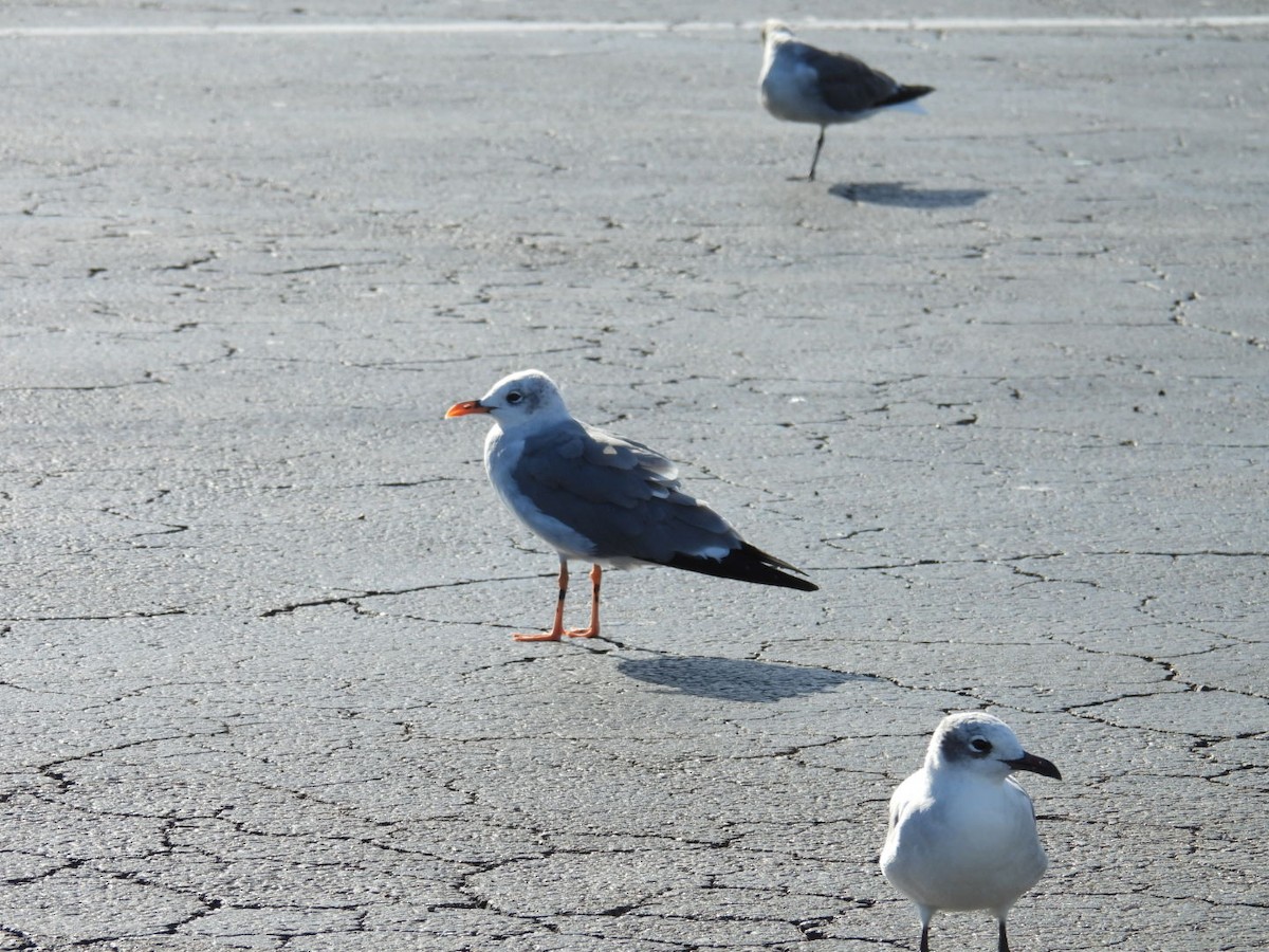 Ацтекская чайка - ML644271090
