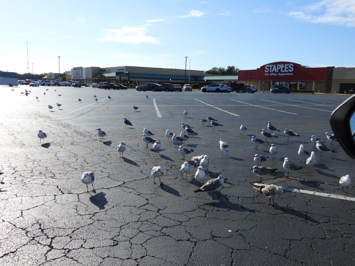 Ацтекская чайка - ML644271091