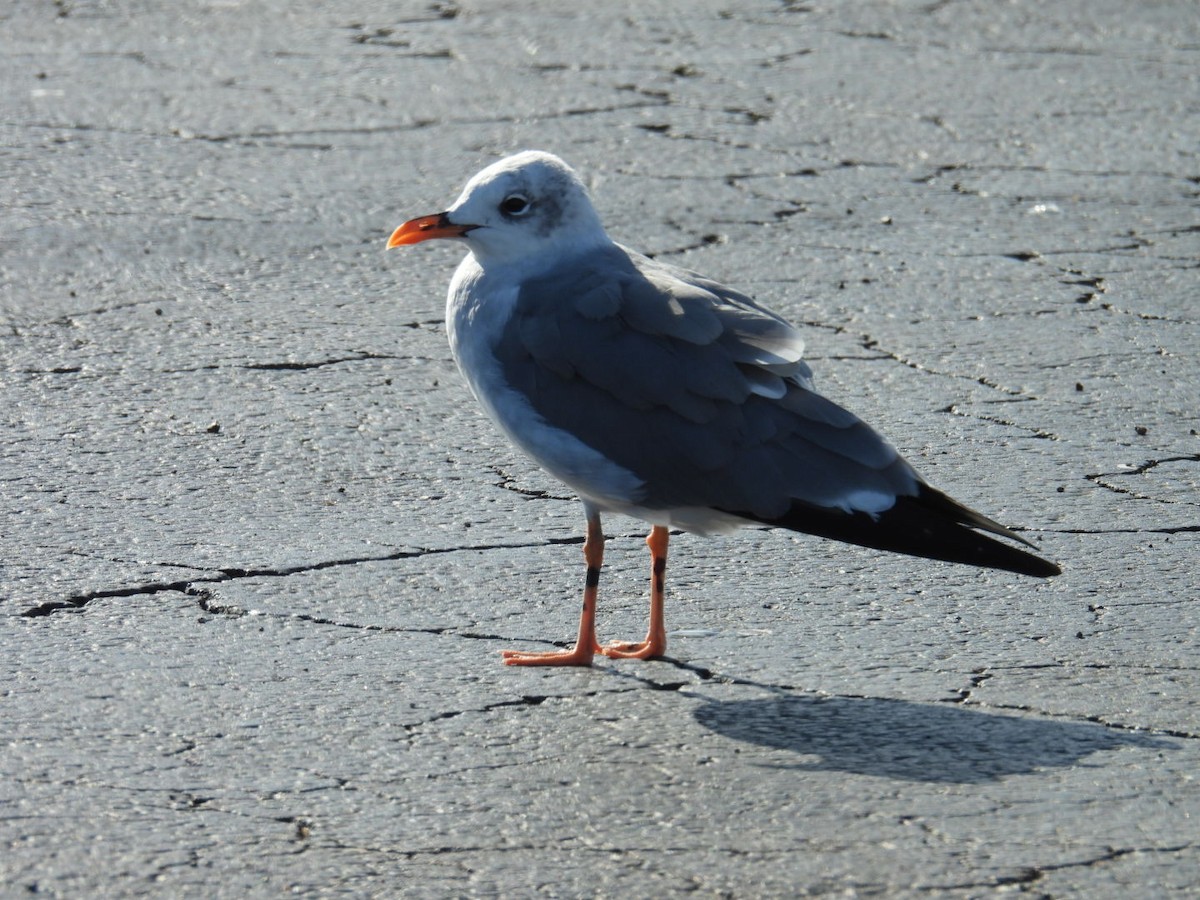 Ацтекская чайка - ML644271092