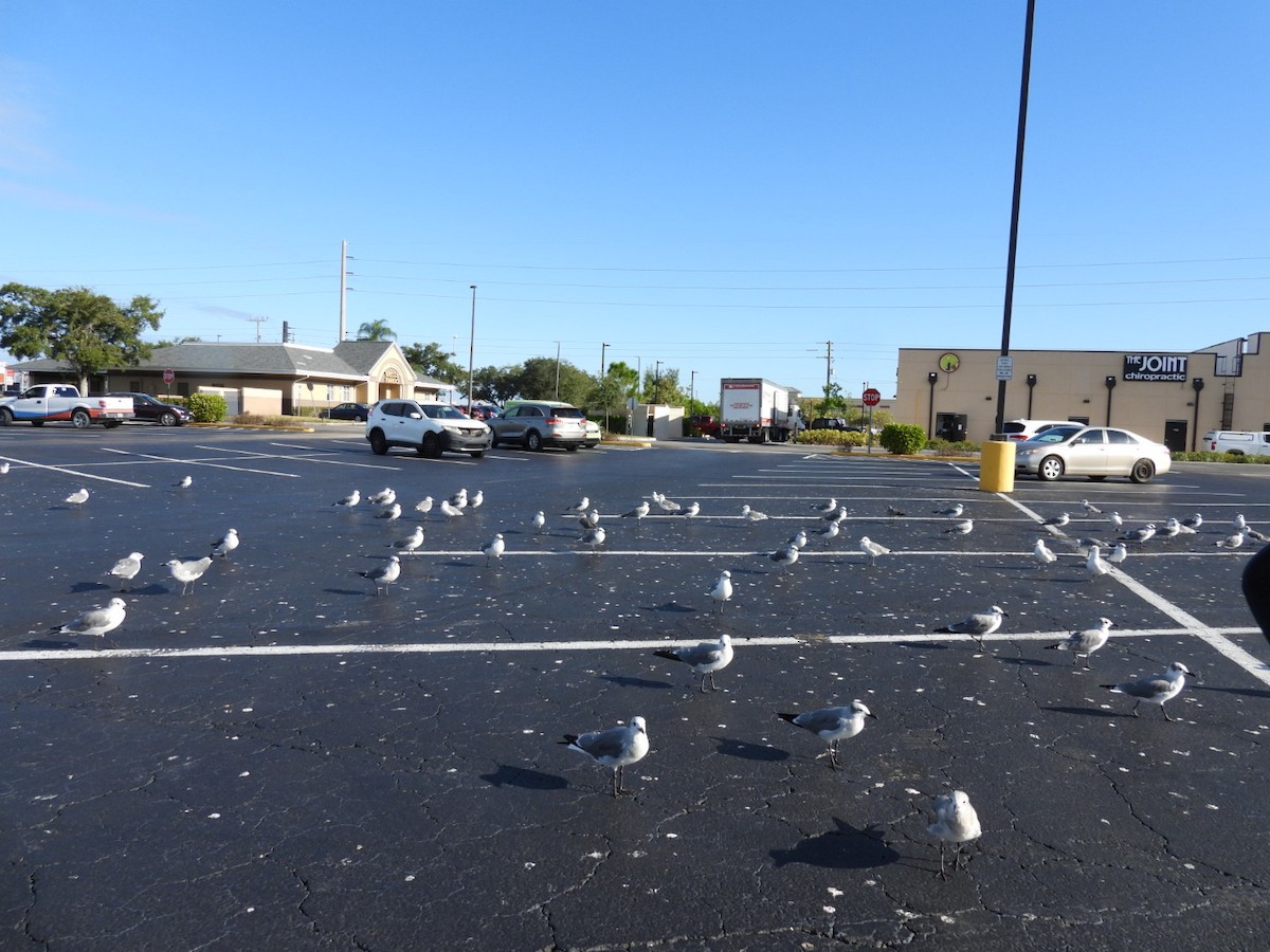 Ацтекская чайка - ML644271093