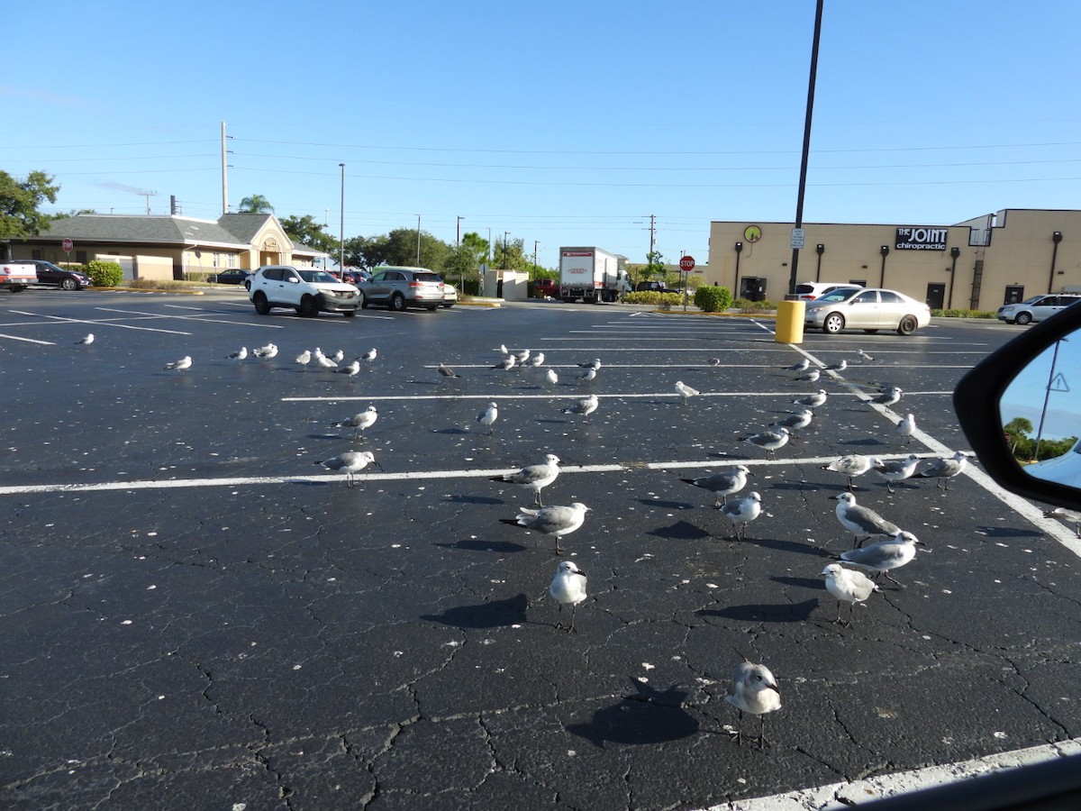 Ацтекская чайка - ML644271094