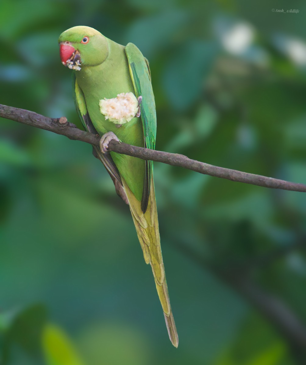Rose-ringed Parakeet - ML644271097