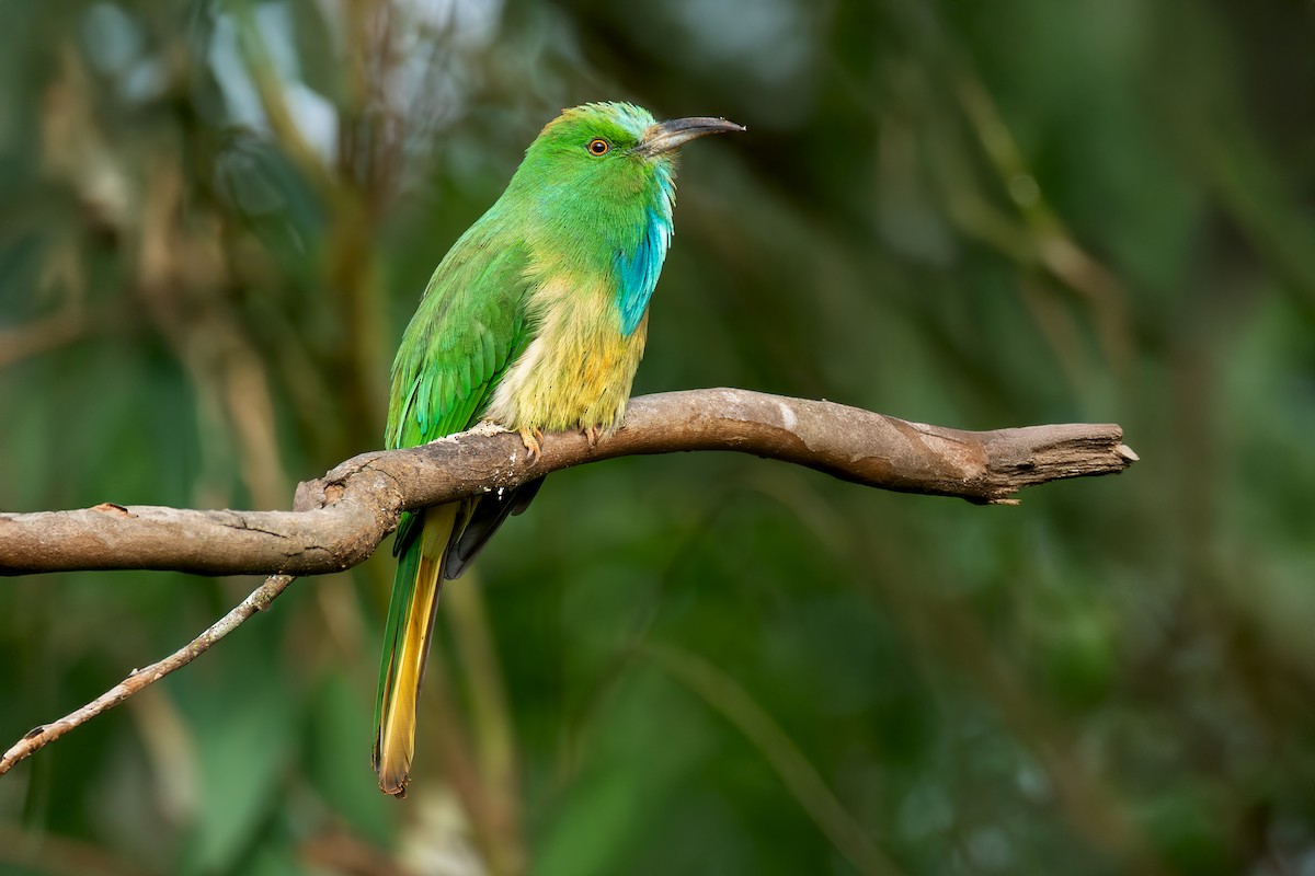 Blue-bearded Bee-eater - ML644271113