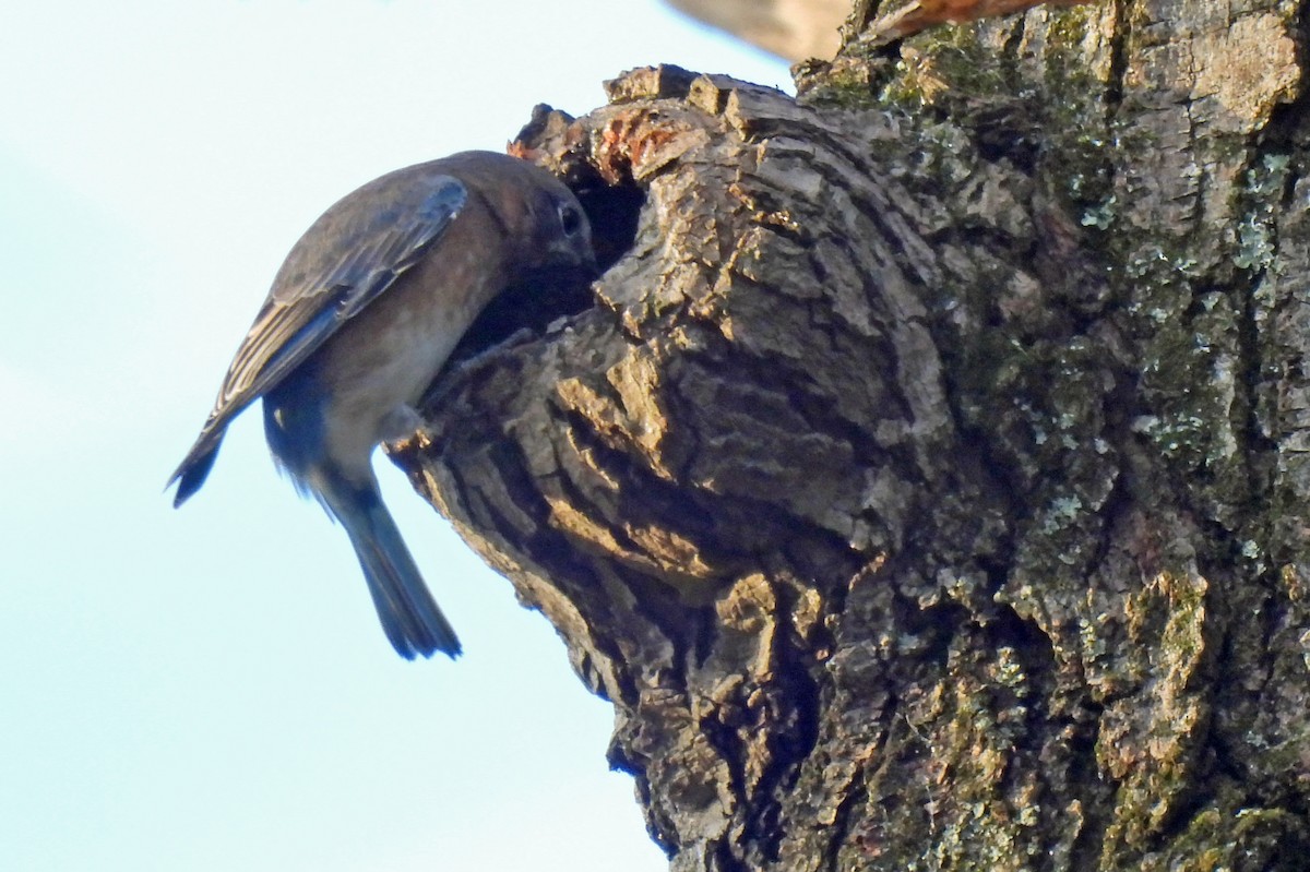 Eastern Bluebird - ML644271118