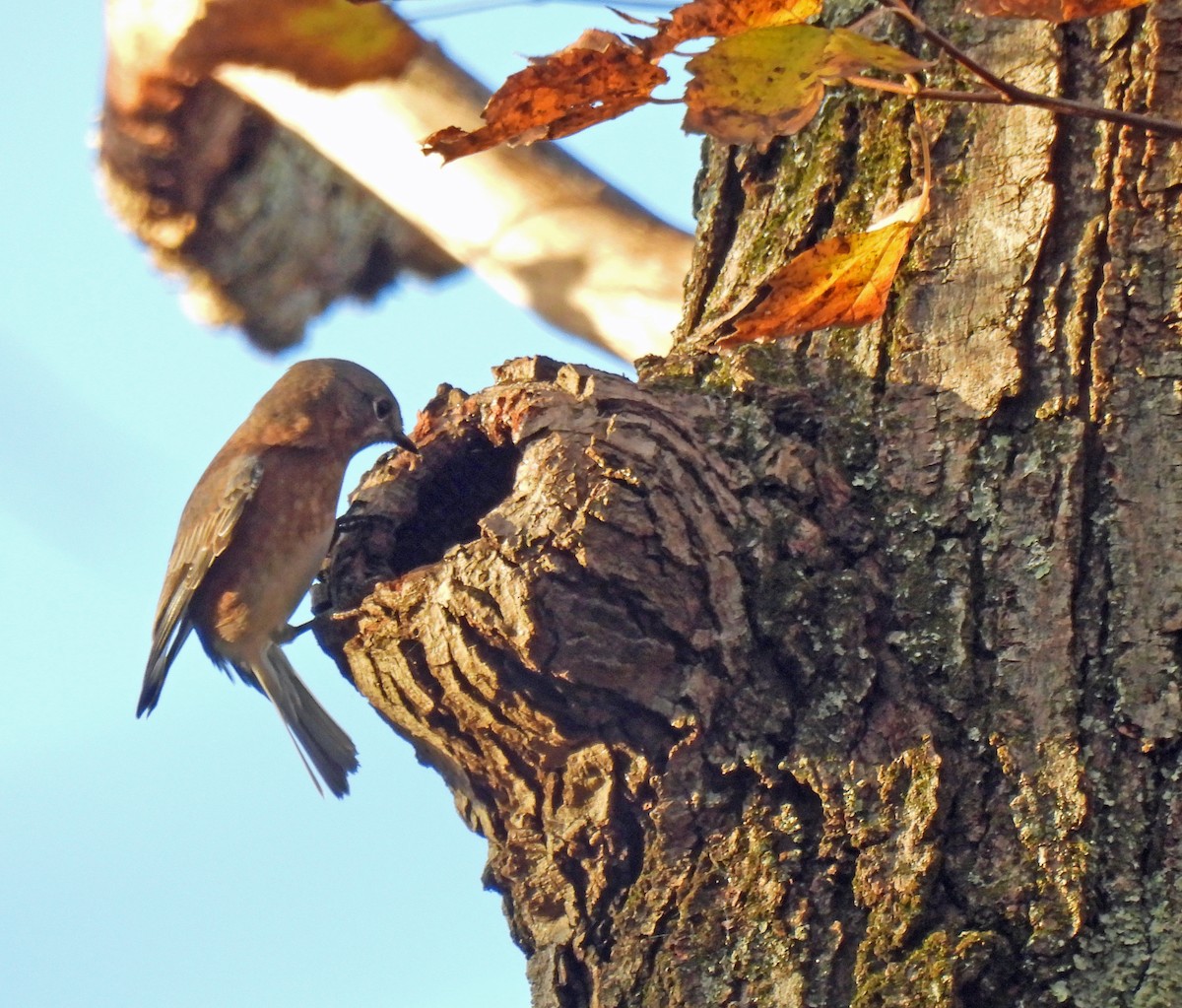 Eastern Bluebird - ML644271119