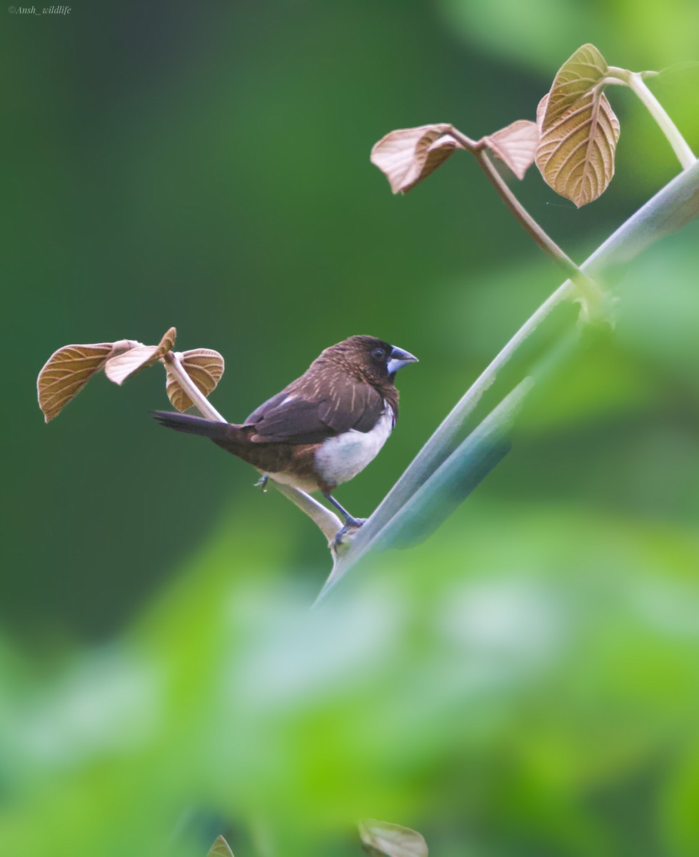 White-rumped Munia - ML644271120