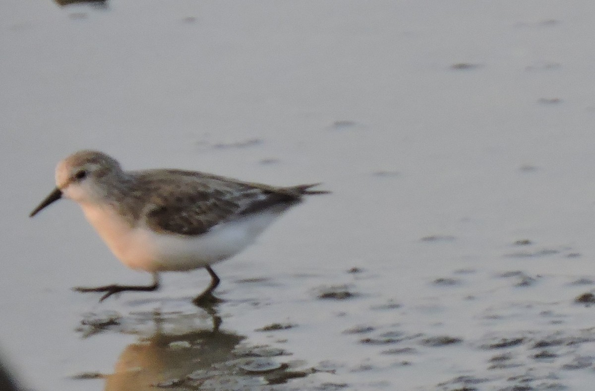 ヨーロッパトウネン - ML644271121