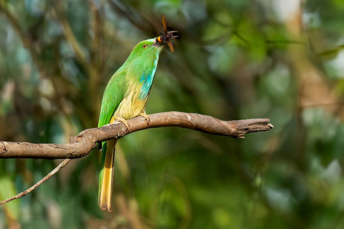 Blue-bearded Bee-eater - ML644271122