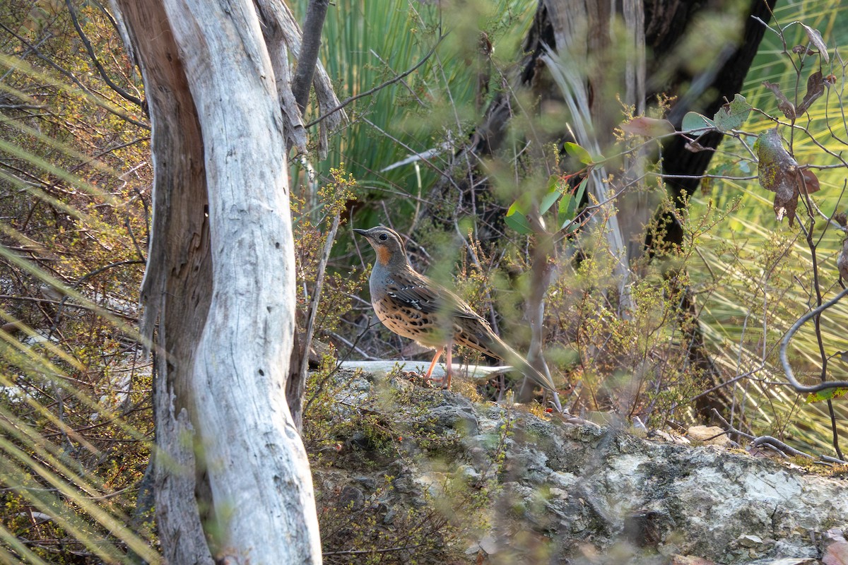 Spotted Quail-thrush - ML644271123