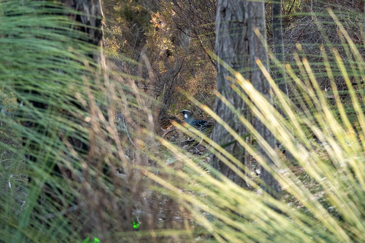 Spotted Quail-thrush - ML644271124