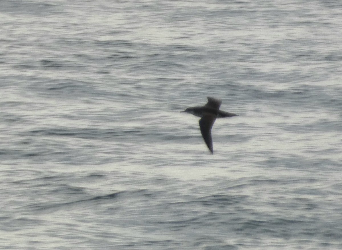 Puffin yelkouan - ML644271126