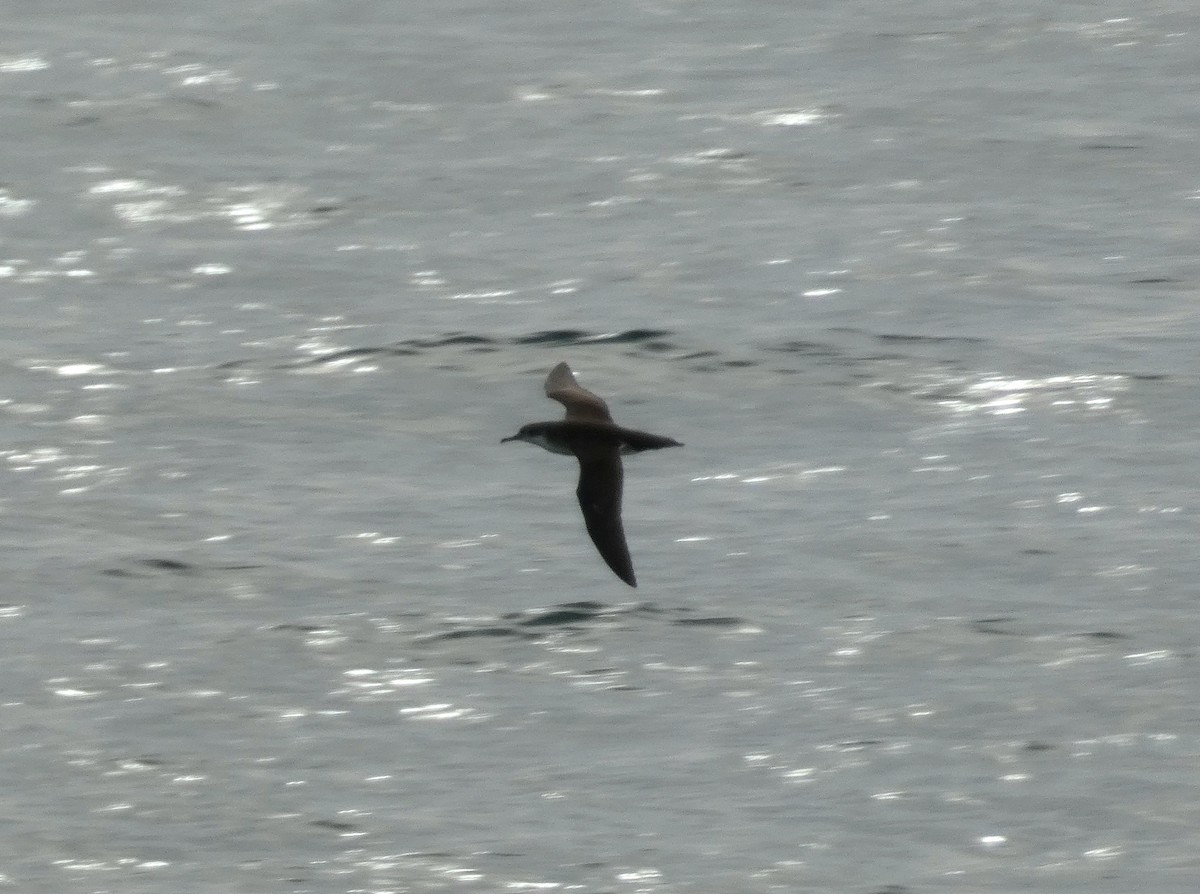 Puffin yelkouan - ML644271127