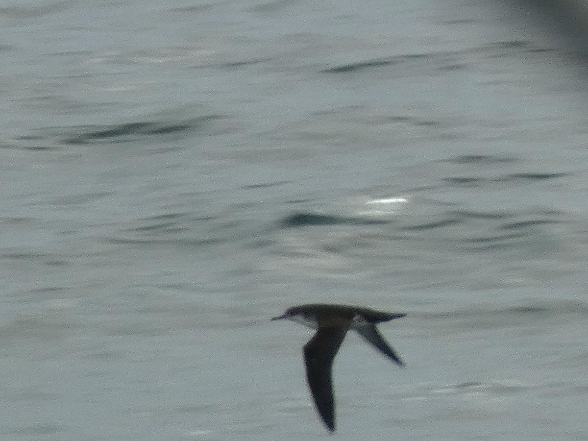 Puffin yelkouan - ML644271128