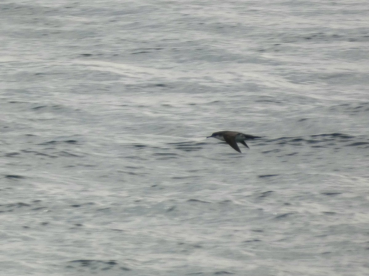 Puffin yelkouan - ML644271129