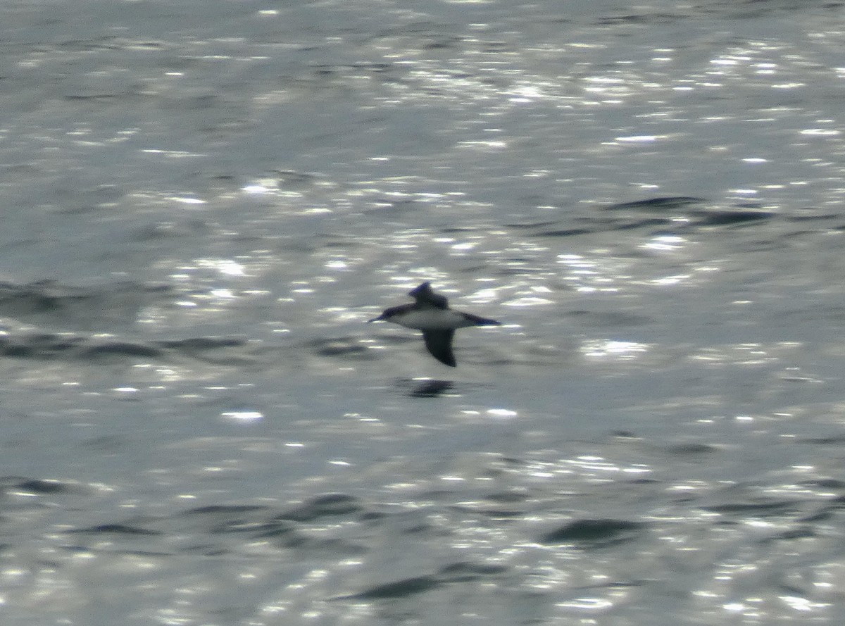 Puffin yelkouan - ML644271130