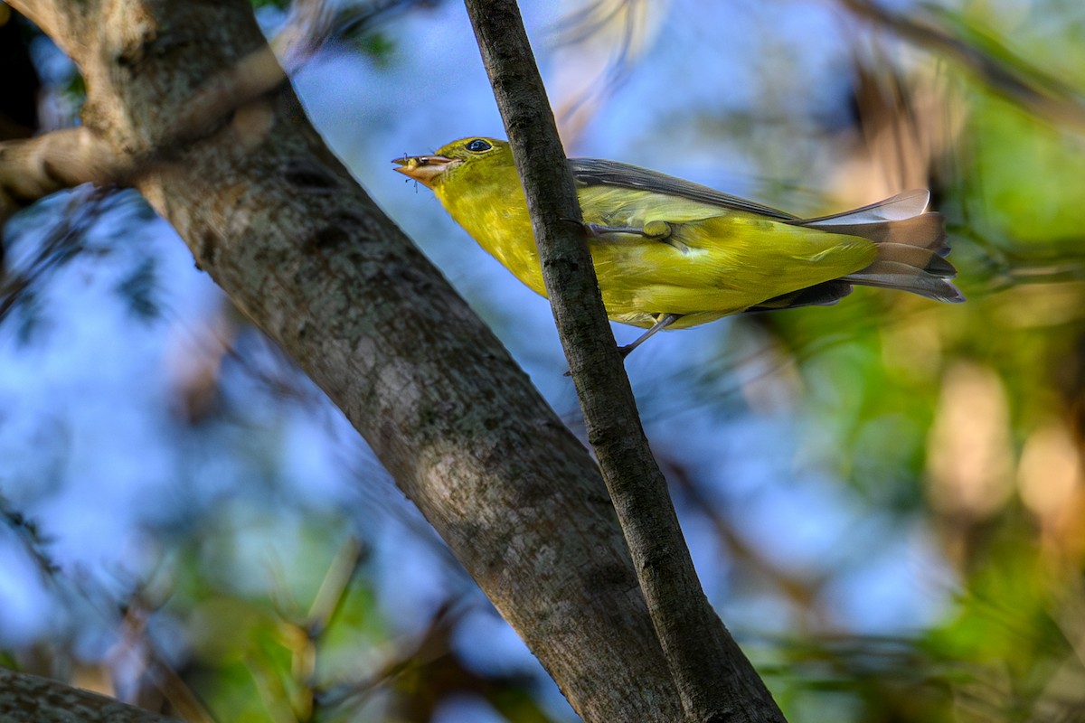 Scarlet Tanager - ML644271131