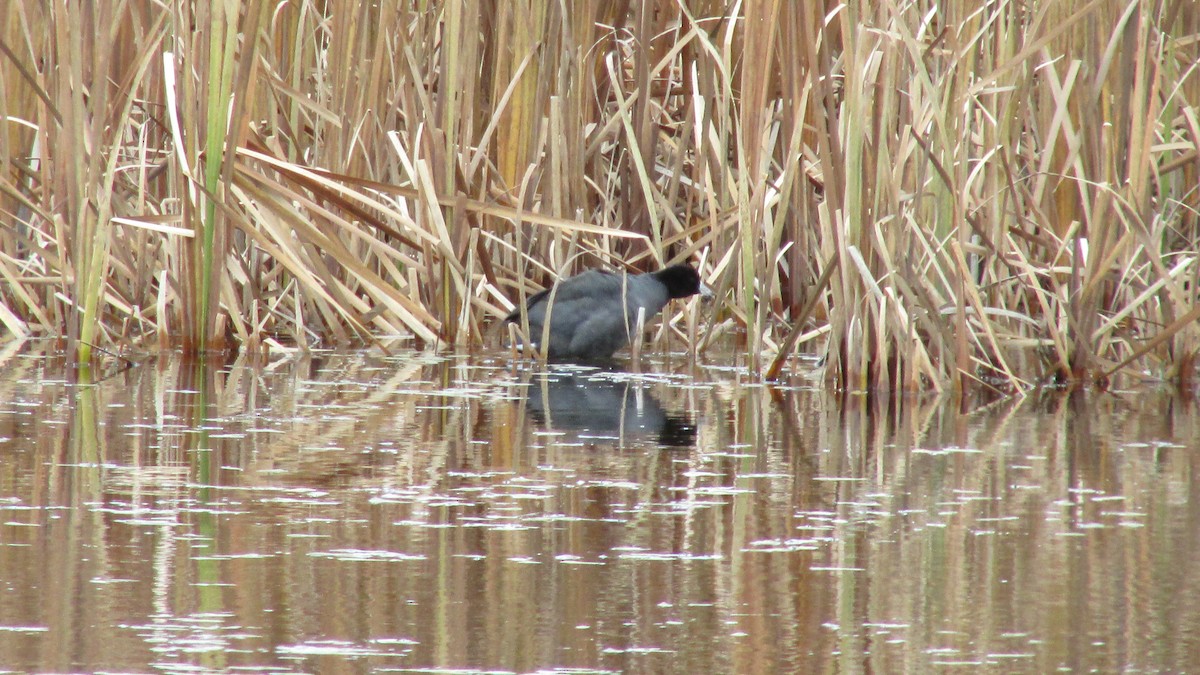 American Coot - ML644271133