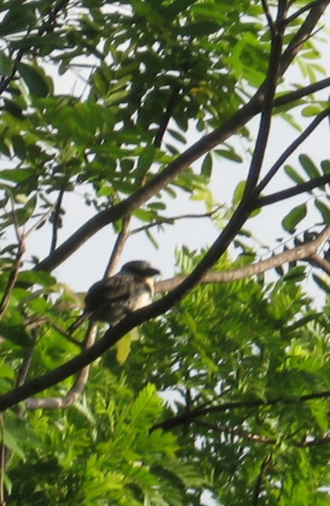 White-necked Puffbird - ML644271134