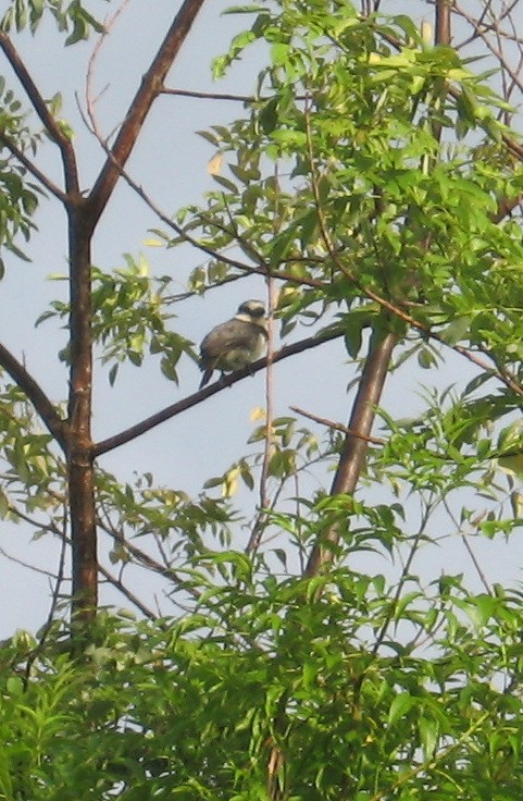 White-necked Puffbird - ML644271135
