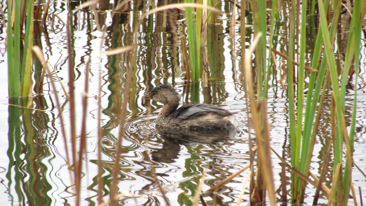 Pied-billed Grebe - ML644271140
