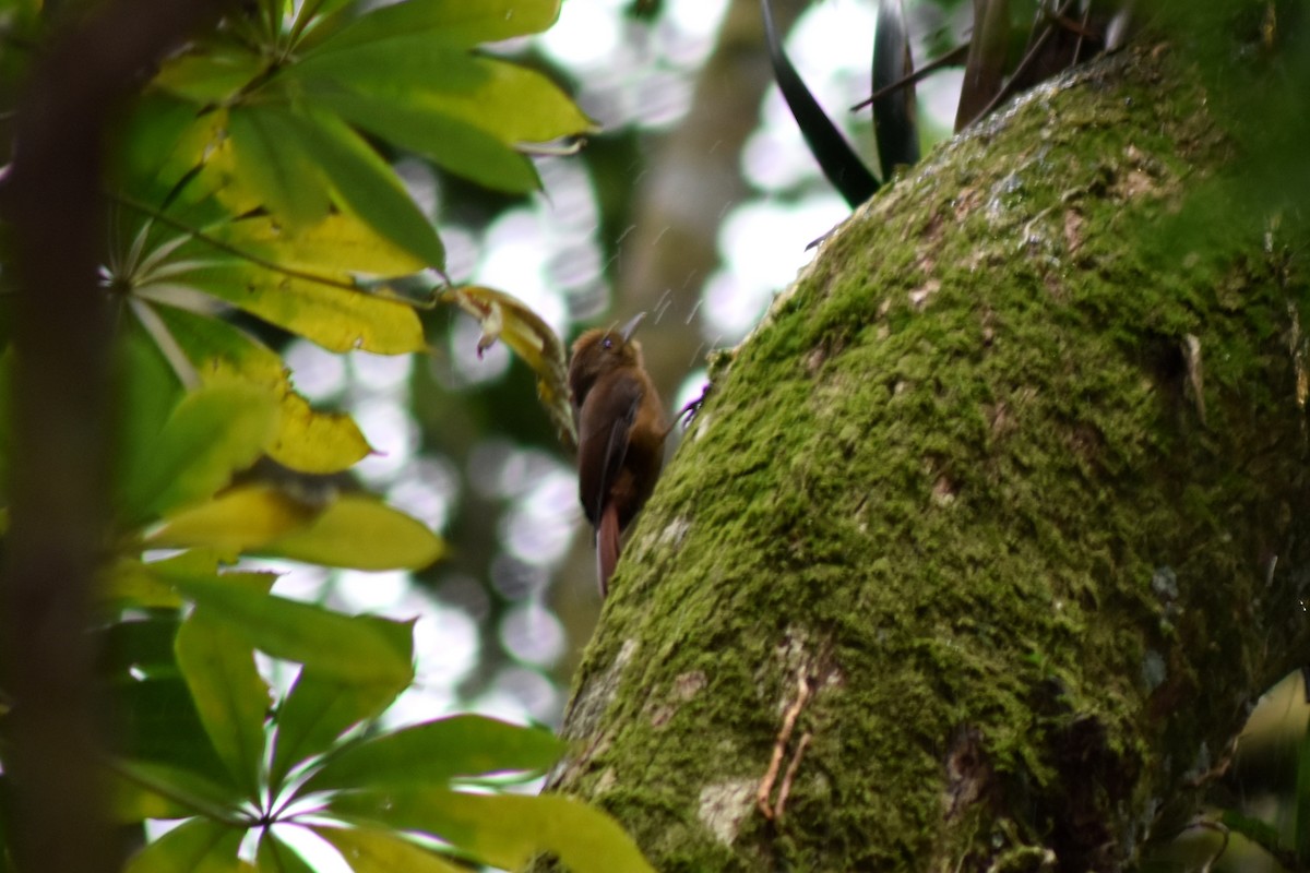 ミナミコオニキバシリ - ML644271147