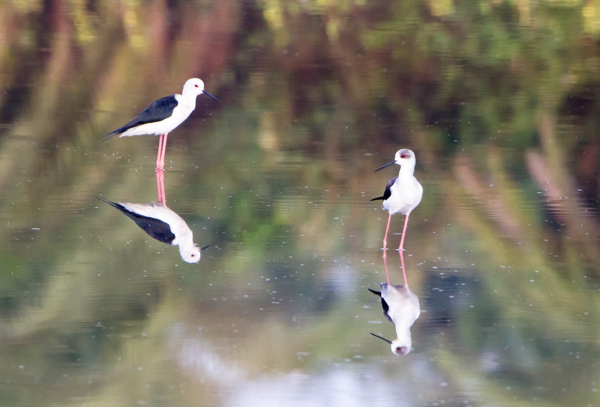 Zankaluze eurasiarra - ML644271148