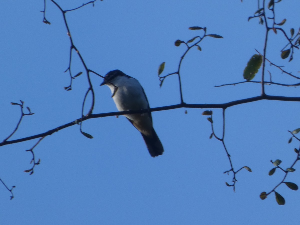 Varied Triller - ML644271155