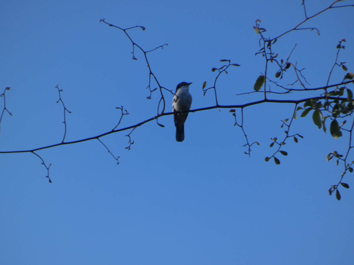 Varied Triller - ML644271156