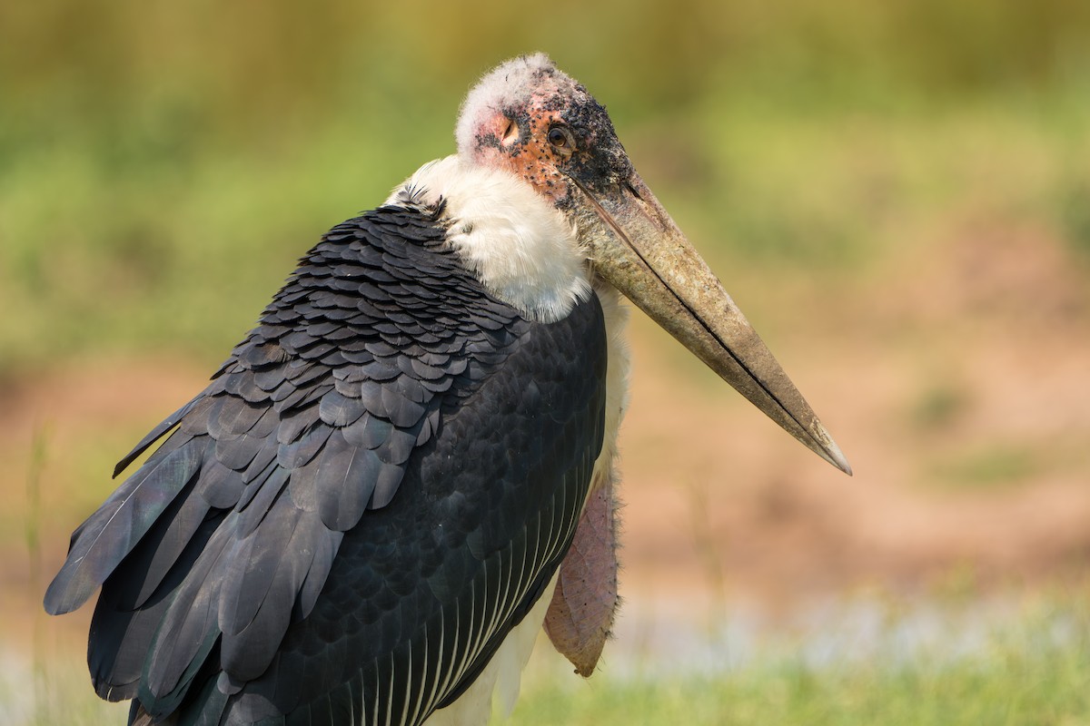 Marabou Stork - ML644271165