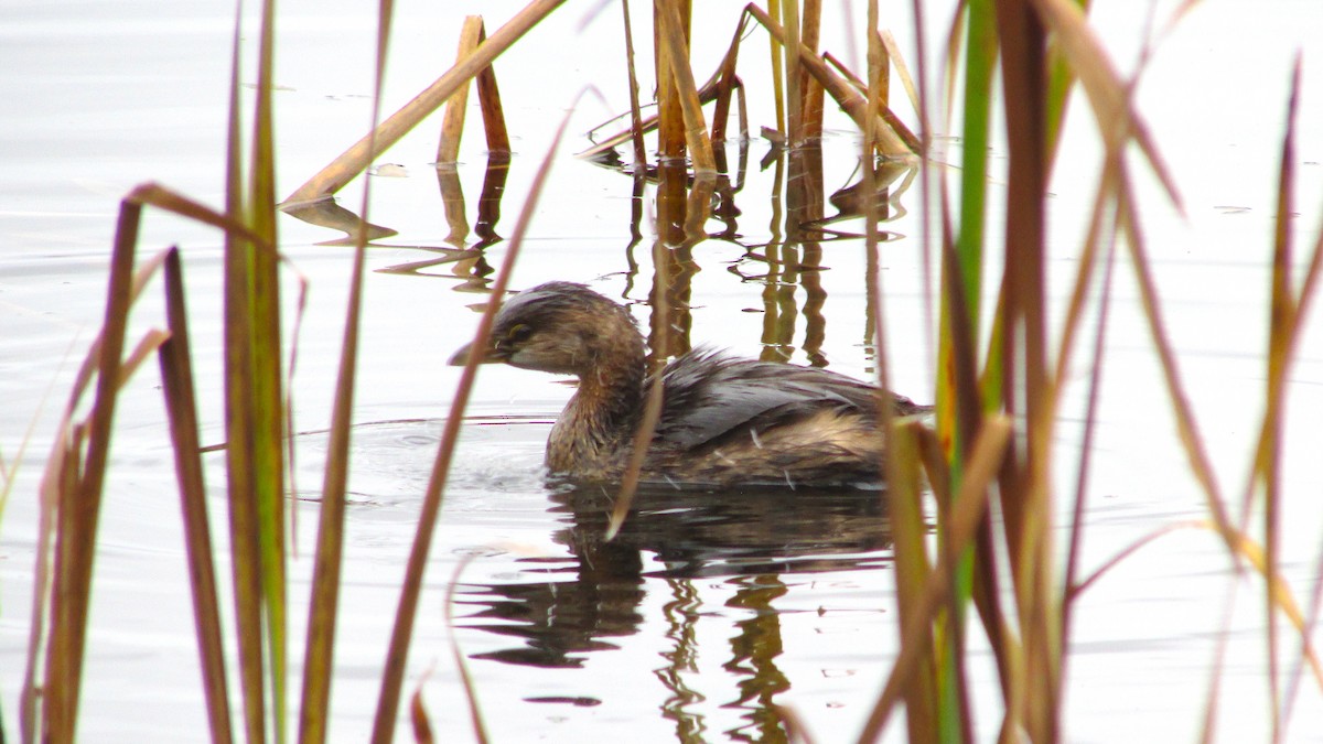 Pied-billed Grebe - ML644271171