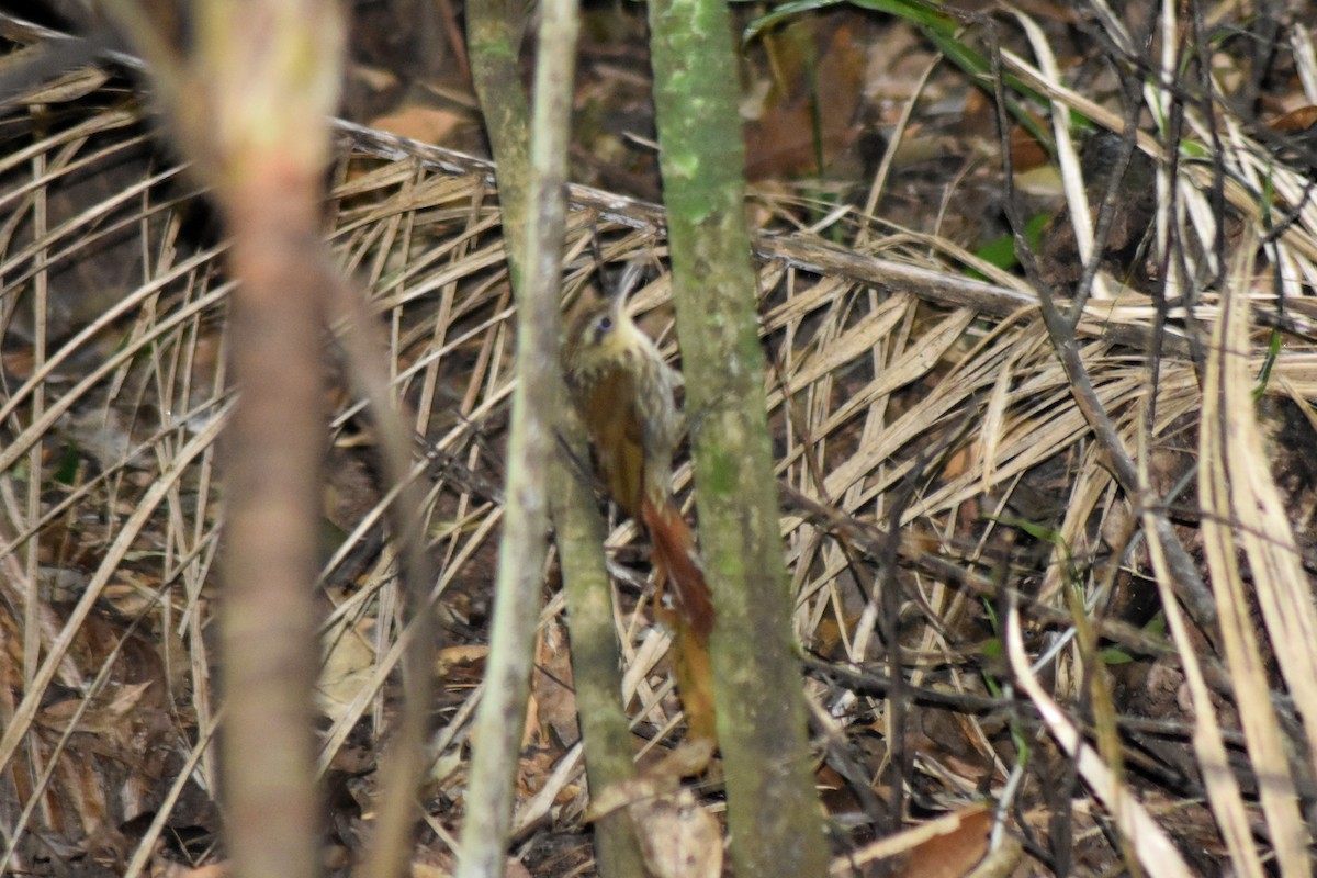 Grimpar brun - ML644271180