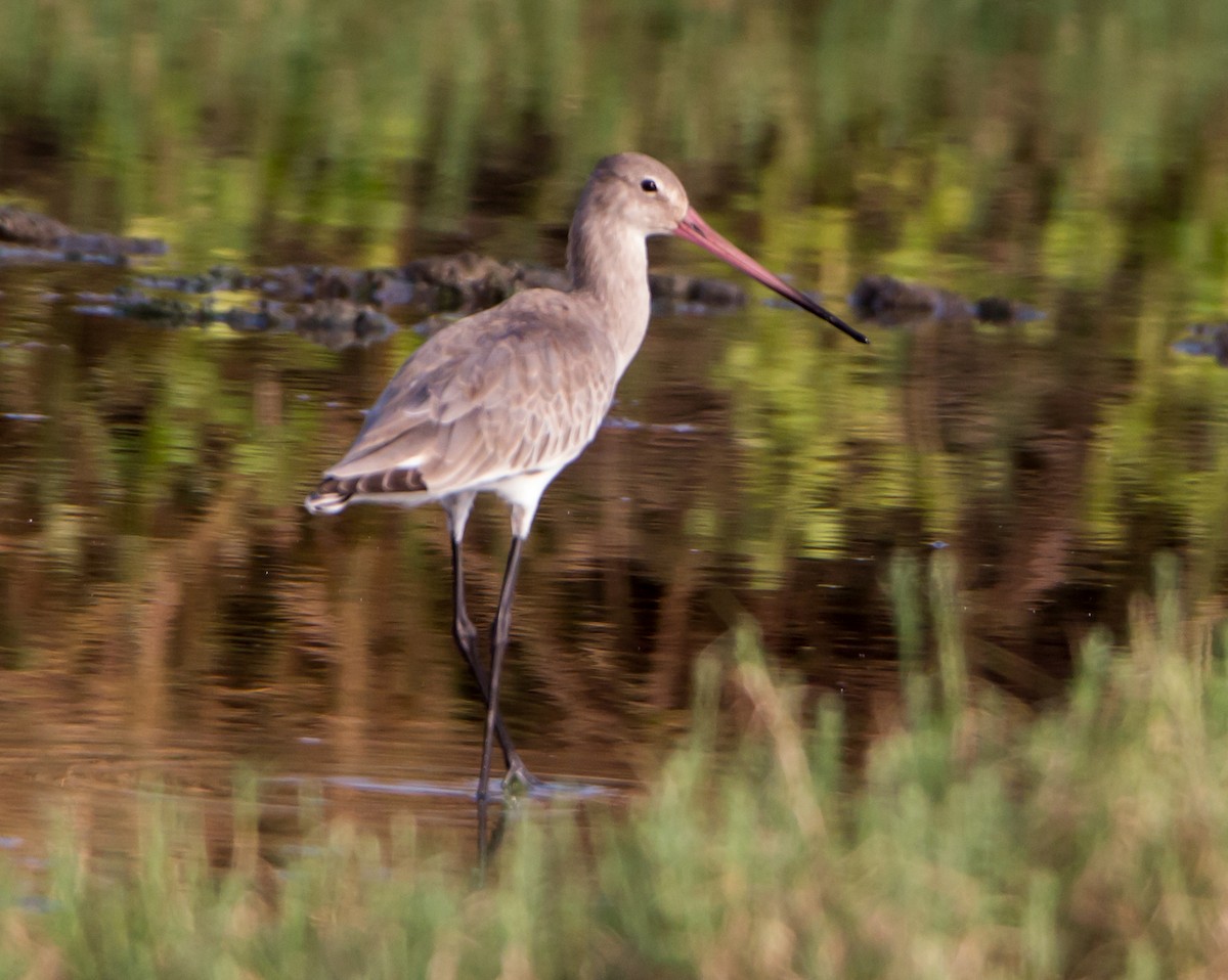 Морин цууцал - ML644271182