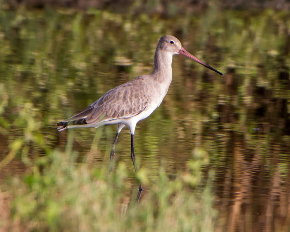 Морин цууцал - ML644271183