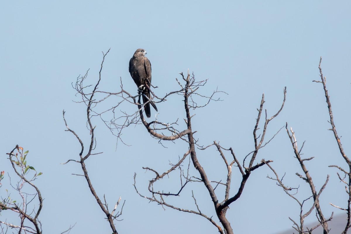 Black Falcon - ML644271185