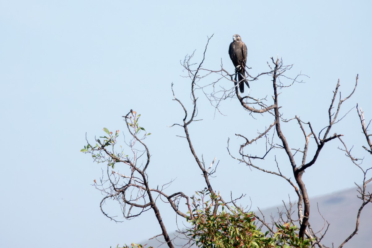 Black Falcon - ML644271186