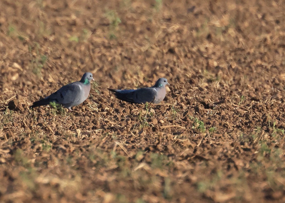 skogdue - ML644271191