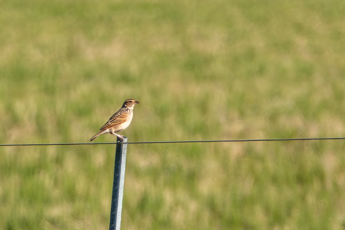 Singing Bushlark (Australasian) - ML644271192