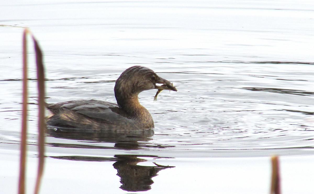 Pied-billed Grebe - ML644271194