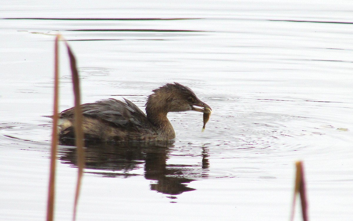 Pied-billed Grebe - ML644271195