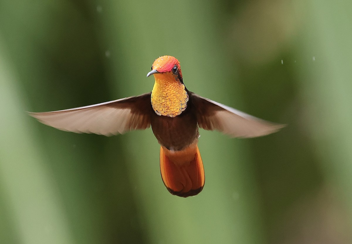 ルビートパーズハチドリ - ML644271196