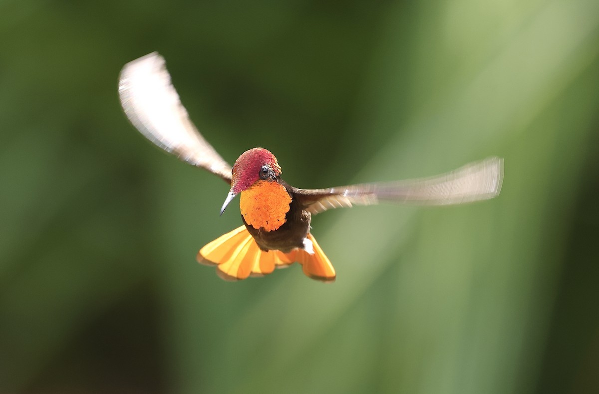 ルビートパーズハチドリ - ML644271197