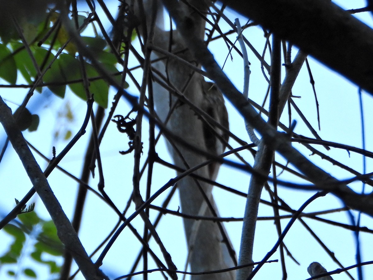 Streak-headed Woodcreeper - ML644271202